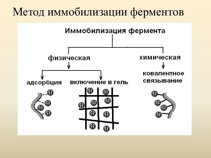 Метод иммобилизации ферментов