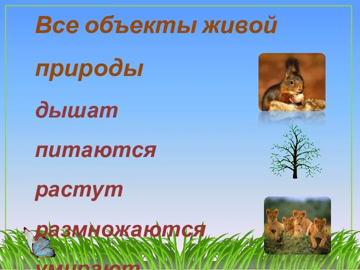 Все объекты живой природы дышат питаются растут размножаются умирают