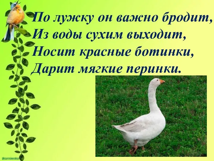 По лужку он важно бродит, Из воды сухим выходит, Носит красные ботинки, Дарит мягкие перинки.