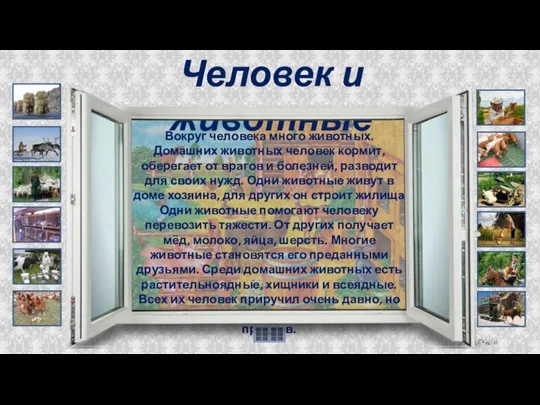 Вокруг человека много животных. Домашних животных человек кормит, оберегает от врагов