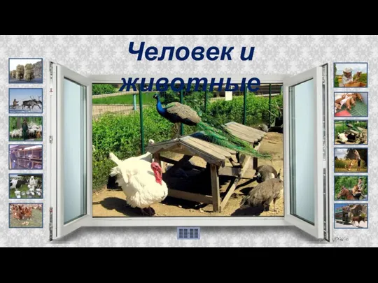 Человек и животные