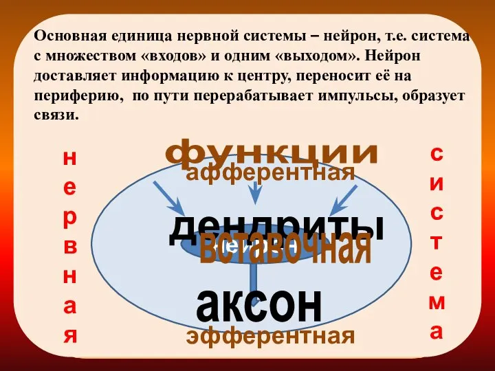 Основная единица нервной системы – нейрон, т.е. система с множеством «входов»