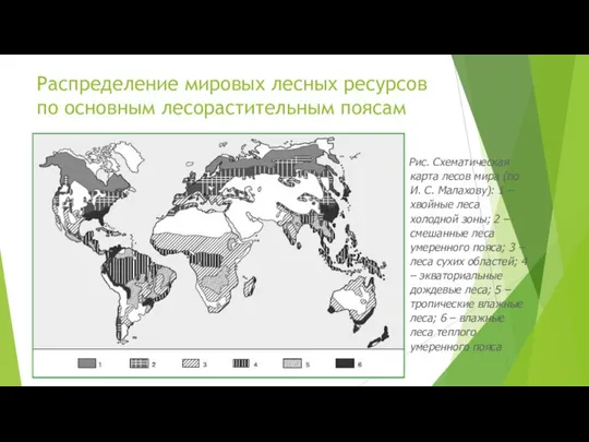 Распределение мировых лесных ресурсов по основным лесорастительным поясам Рис. Схематическая карта