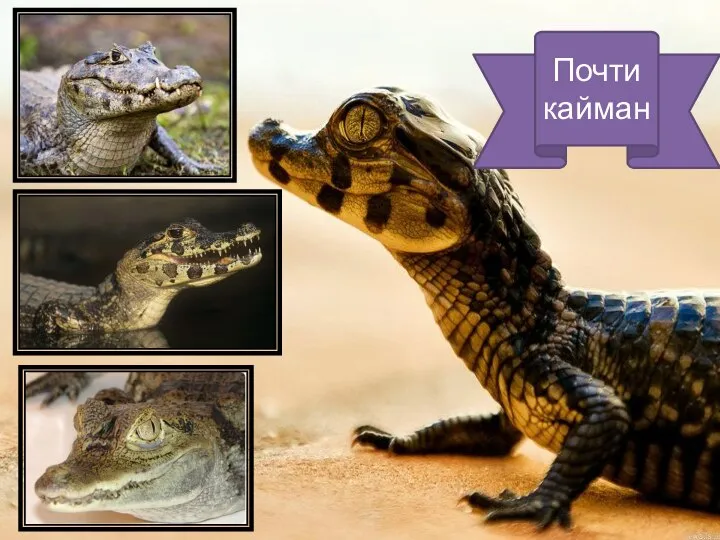 Почти кайман