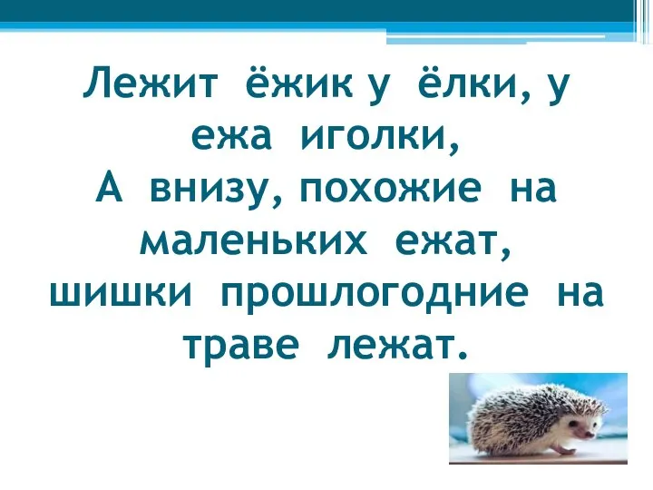 Лежит ёжик у ёлки, у ежа иголки, А внизу, похожие на