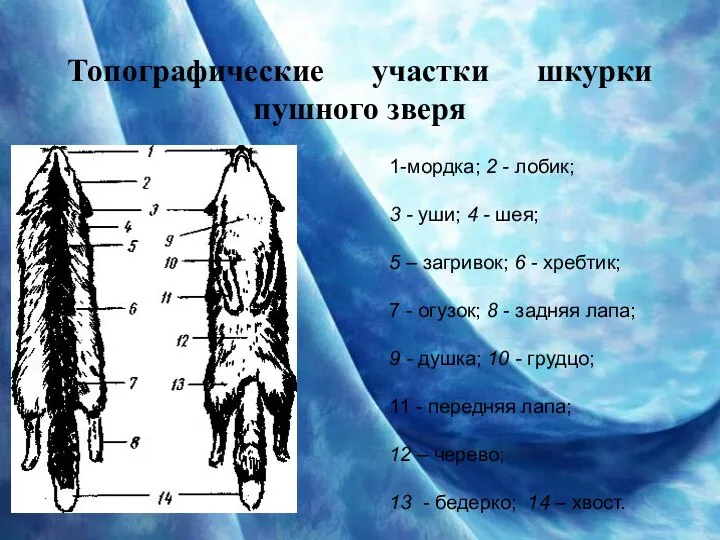 Топографические участки шкурки пушного зверя 1-мордка; 2 - лобик; 3 -