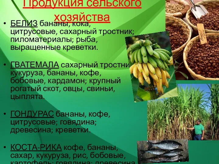 Продукция сельского хозяйства БЕЛИЗ бананы, кока, цитрусовые, сахарный тростник; пиломатериалы; рыба,