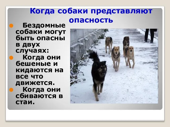 Когда собаки представляют опасность Бездомные собаки могут быть опасны в двух