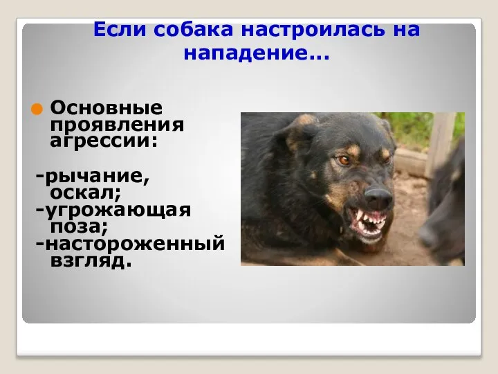 Если собака настроилась на нападение... Основные проявления агрессии: -рычание, оскал; -угрожающая поза; -настороженный взгляд.