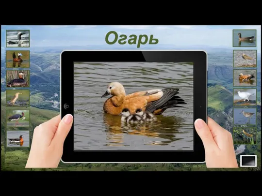 Огарь