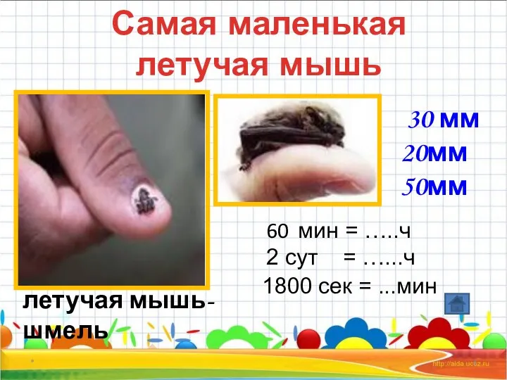 * Самая маленькая летучая мышь летучая мышь- шмель 20мм 50мм 60