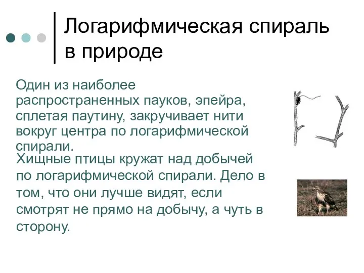 Логарифмическая спираль в природе Один из наиболее распространенных пауков, эпейра, сплетая