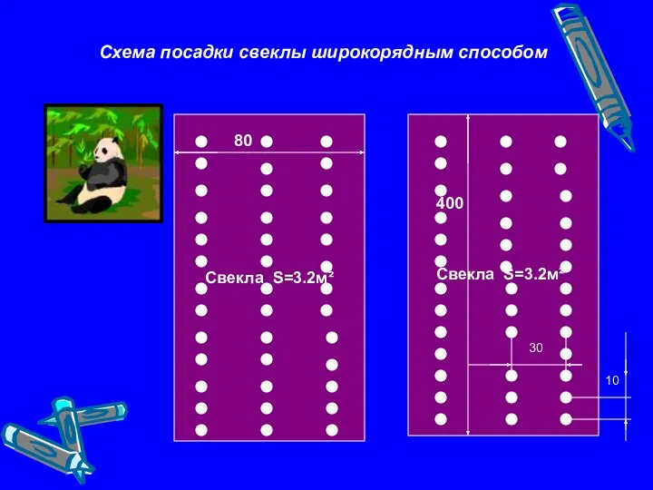 Свекла S=3.2м² Свекла S=3.2м² Схема посадки свеклы широкорядным способом 30 10 80 400