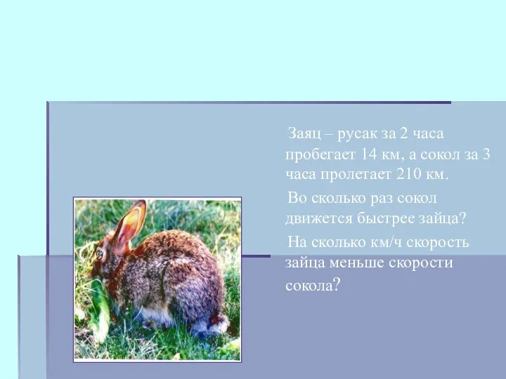 Заяц – русак за 2 часа пробегает 14 км, а сокол