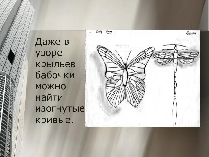 Даже в узоре крыльев бабочки можно найти изогнутые кривые.