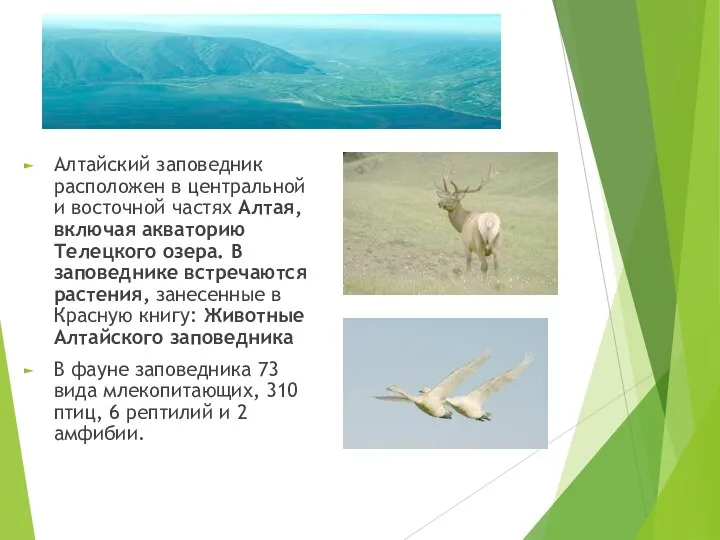 Алтайский заповедник расположен в центральной и восточной частях Алтая, включая акваторию