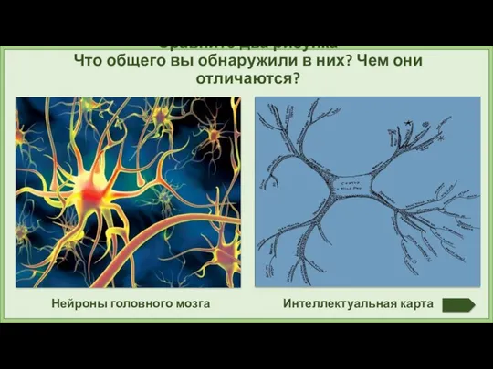 Нейроны головного мозга Интеллектуальная карта Сравните два рисунка Что общего вы