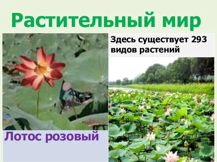 Растительный мир