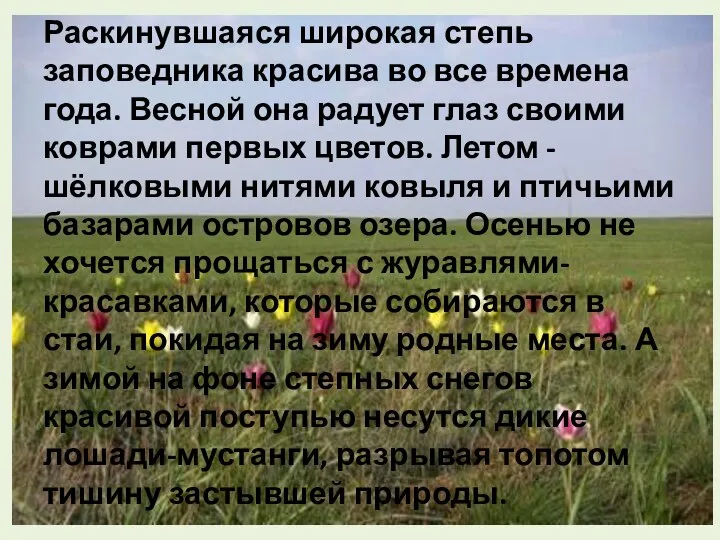 Раскинувшаяся широкая степь заповедника красива во все времена года. Весной она