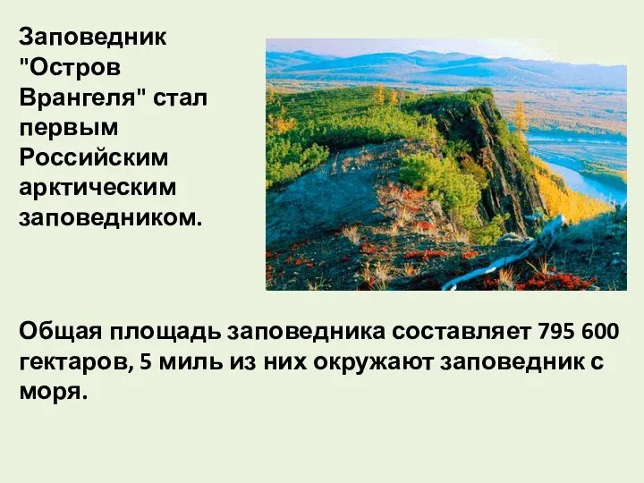 Заповедник "Остров Врангеля" стал первым Российским арктическим заповедником. Общая площадь заповедника