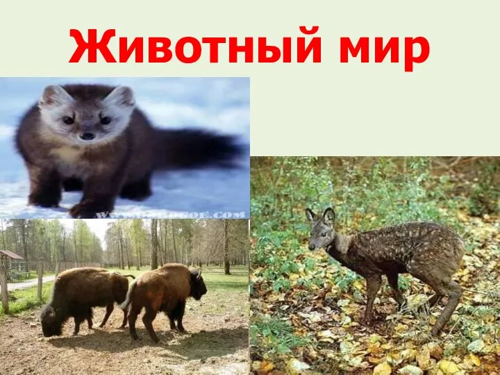 Животный мир