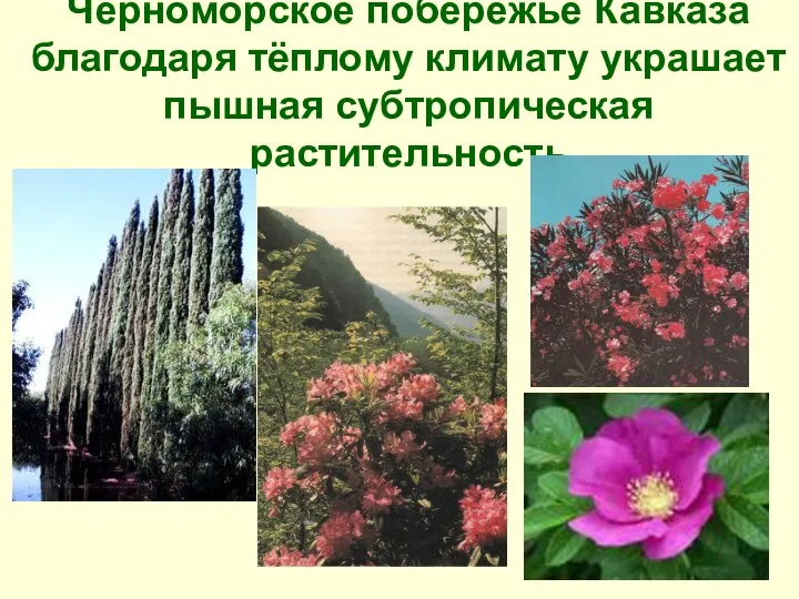 Черноморское побережье Кавказа благодаря тёплому климату украшает пышная субтропическая растительность