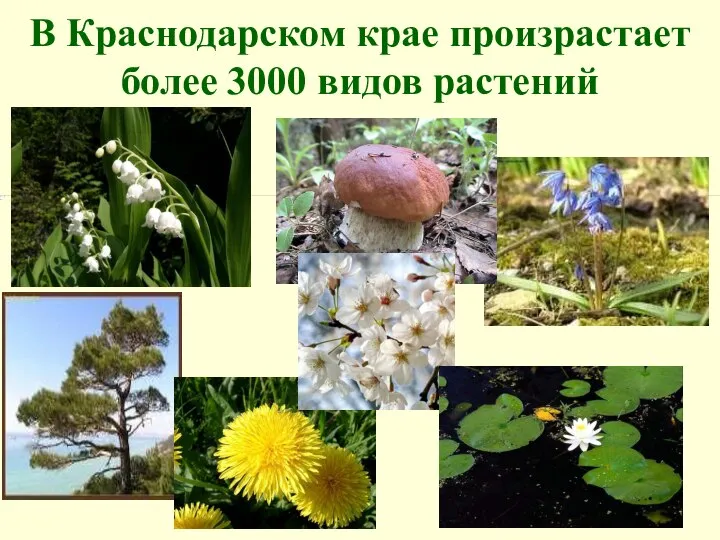 В Краснодарском крае произрастает более 3000 видов растений