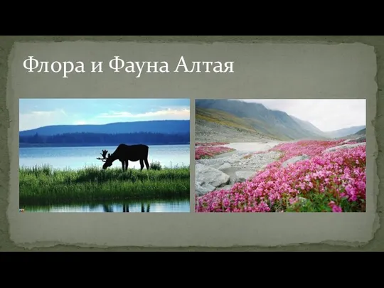 Флора и Фауна Алтая