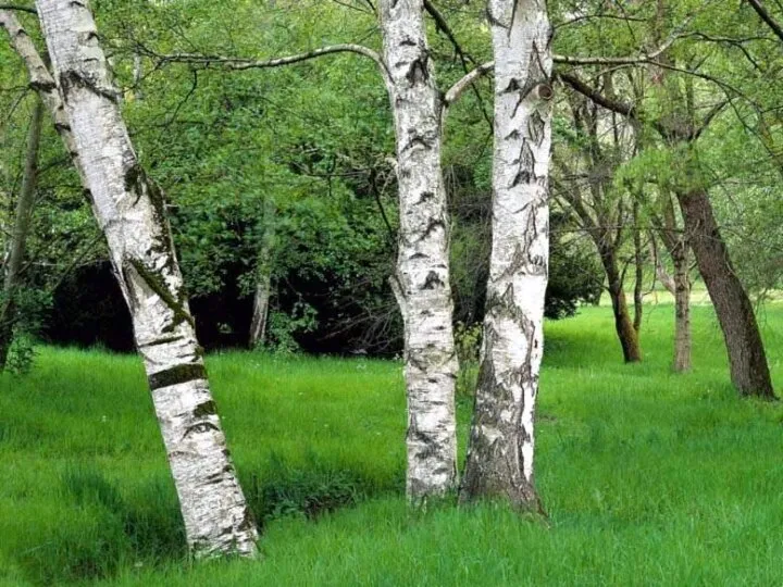 Дышит, растёт, а ходить не может. Назови одним словом. Деревья, кустарники,