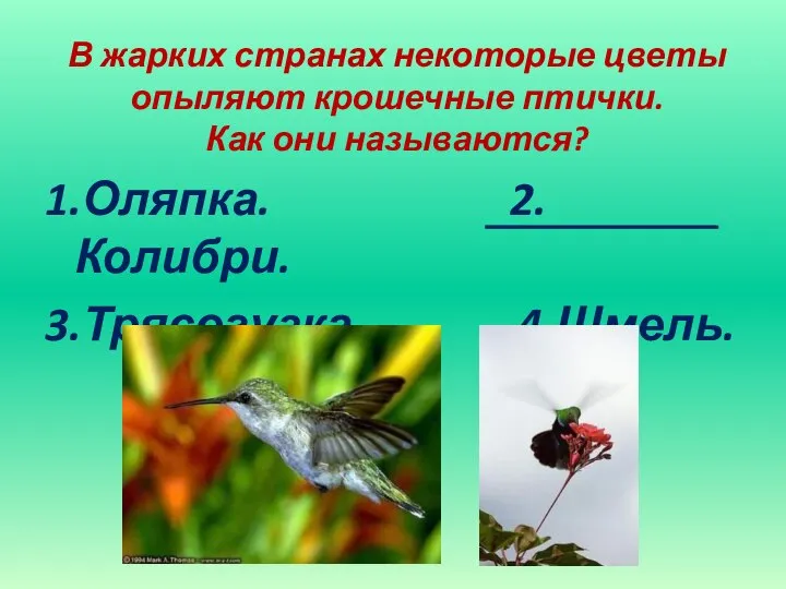 В жарких странах некоторые цветы опыляют крошечные птички. Как они называются? 1.Оляпка. 2.Колибри. 3.Трясогузка. 4.Шмель.