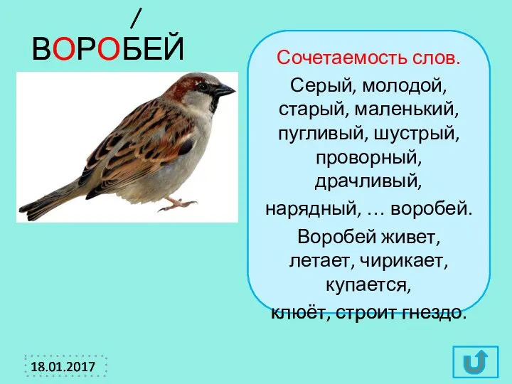 ВОРОБЕЙ Сочетаемость слов. Серый, молодой, старый, маленький, пугливый, шустрый, проворный, драчливый,