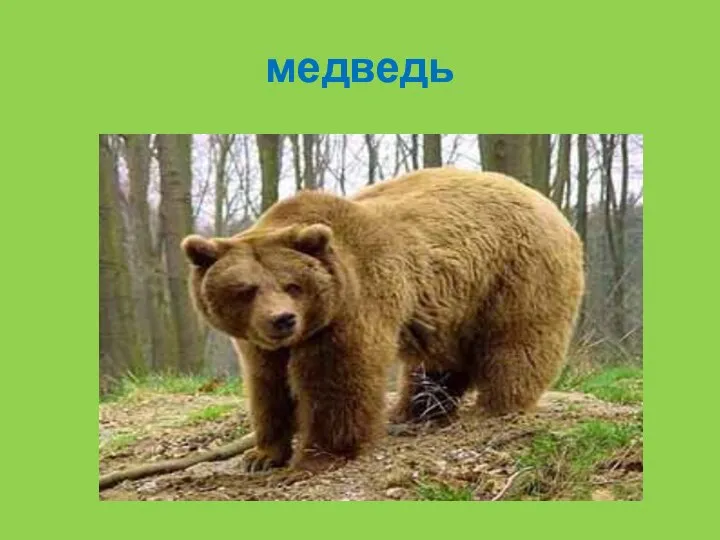 медведь