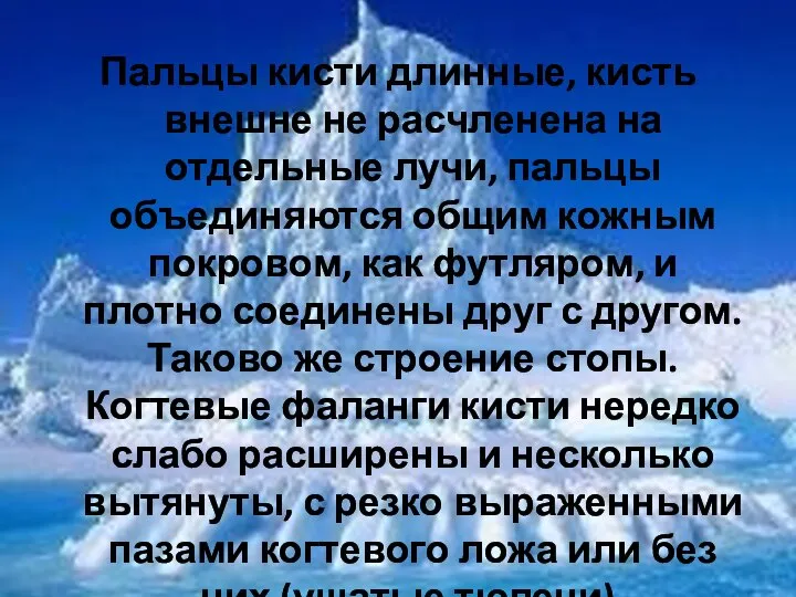 Пальцы кисти длинные, кисть внешне не расчленена на отдельные лучи, пальцы