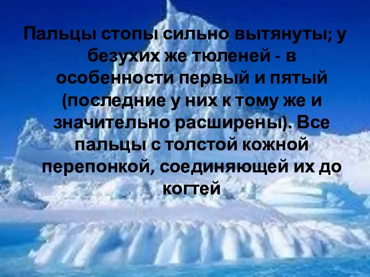 Пальцы стопы сильно вытянуты; у безухих же тюленей - в особенности