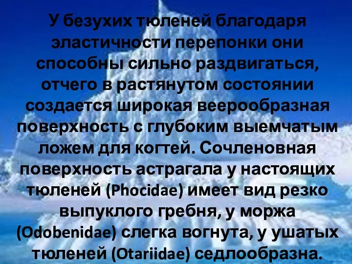 У безухих тюленей благодаря эластичности перепонки они способны сильно раздвигаться, отчего