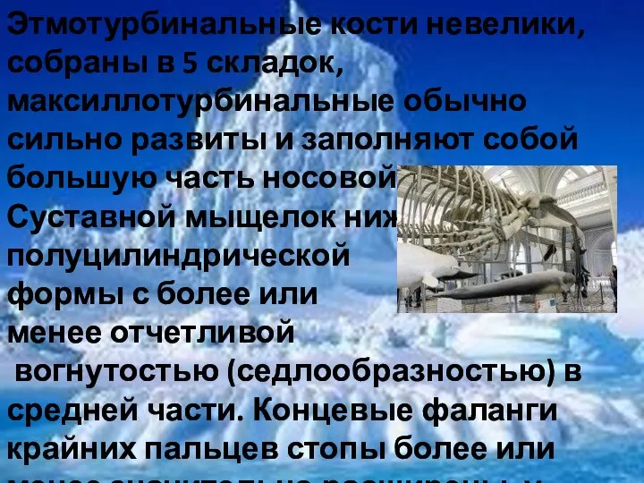 Этмотурбинальные кости невелики,собраны в 5 складок, максиллотурбинальные обычно сильно развиты и