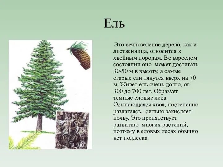 Ель Это вечнозеленое дерево, как и лиственница, относится к хвойным породам.