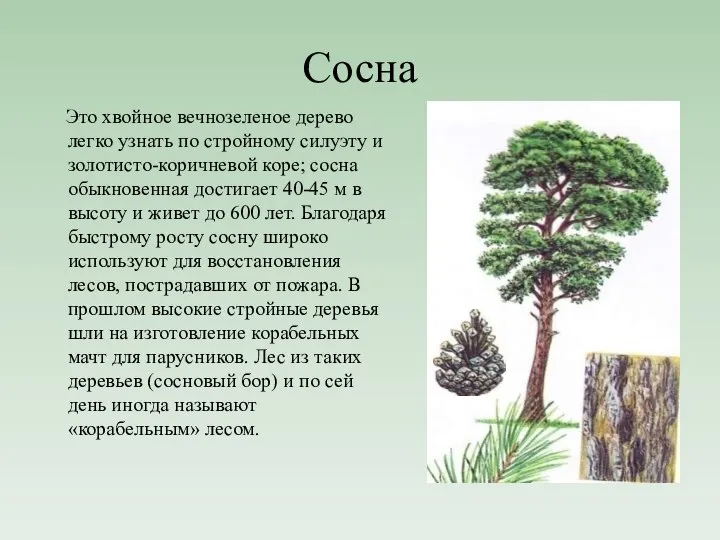 Сосна Это хвойное вечнозеленое дерево легко узнать по стройному силуэту и