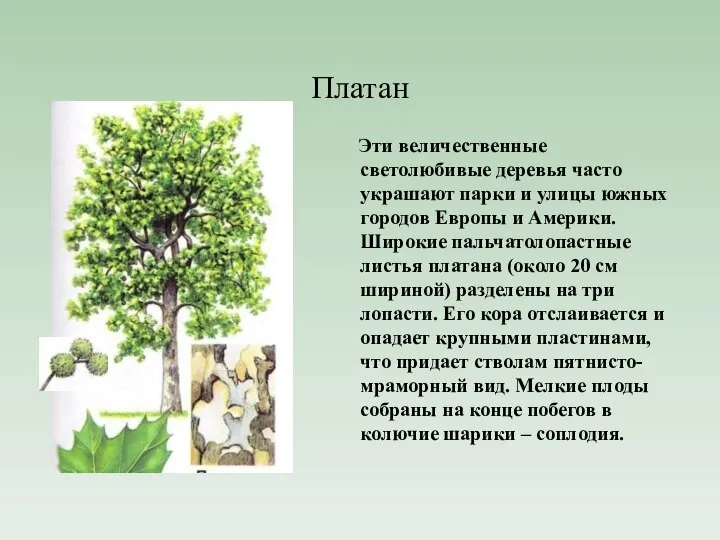 Платан Эти величественные светолюбивые деревья часто украшают парки и улицы южных