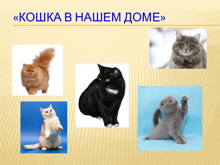 «Кошка в нашем доме»