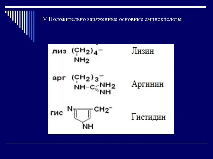 IV Положительно заряженные основные аминокислоты