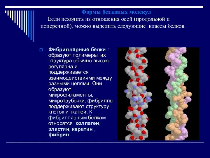 Формы белковых молекул Если исходить из отношения осей (продольной и поперечной),