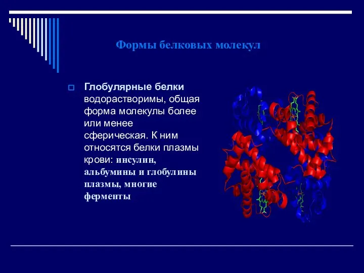 Формы белковых молекул Глобулярные белки водорастворимы, общая форма молекулы более или