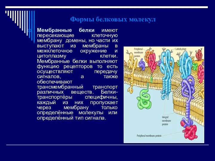 Формы белковых молекул Мембранные белки имеют пересекающие клеточную мембрану домены, но