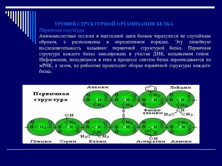 УРОВНИ СТРУКТУРНОЙ ОРГАНИЗАЦИИ БЕЛКА Первичная структура Аминокислотные остатки в пептидной цепи