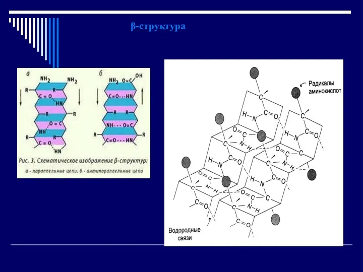 β-структура