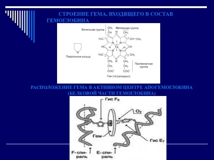 СТРОЕНИЕ ГЕМА, ВХОДЯЩЕГО В СОСТАВ ГЕМОГЛОБИНА РАСПОЛОЖЕНИЕ ГЕМА В АКТИВНОМ ЦЕНТРЕ АПОГЕМОГЛОБИНА (БЕЛКОВОЙ ЧАСТИ ГЕМОГЛОБИНА)