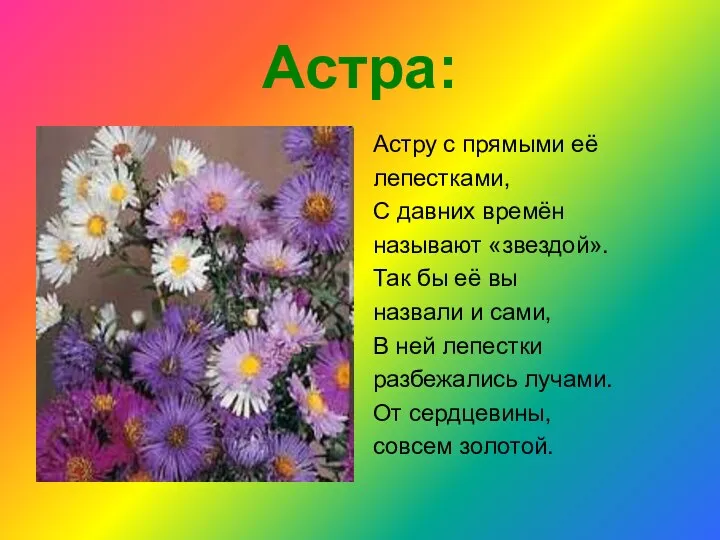 Астра: Астру с прямыми её лепестками, С давних времён называют «звездой».