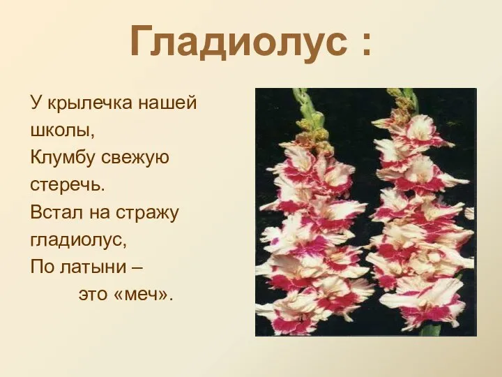 Гладиолус : У крылечка нашей школы, Клумбу свежую стеречь. Встал на