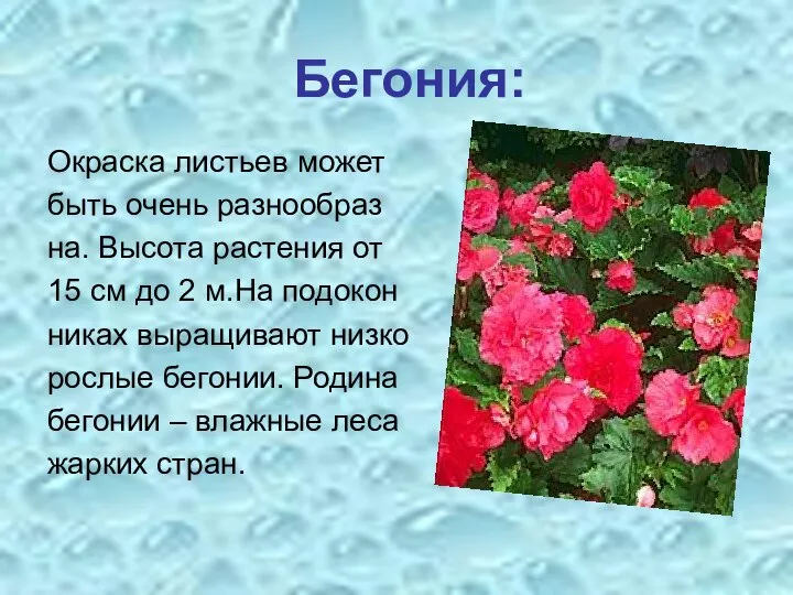 Бегония: Окраска листьев может быть очень разнообраз на. Высота растения от